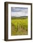 Champagne Vineyards in the Cote Des Bar Area of the Aube Department-Julian Elliott-Framed Photographic Print
