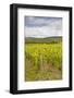 Champagne Vineyards in the Cote Des Bar Area of the Aube Department-Julian Elliott-Framed Photographic Print
