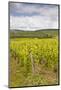 Champagne Vineyards in the Cote Des Bar Area of the Aube Department-Julian Elliott-Mounted Photographic Print