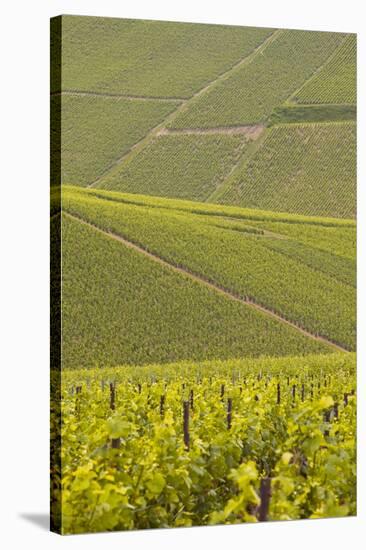 Champagne Vineyards Near to Les Riceys in the Cote Des Bar Area of the Aube Department-Julian Elliott-Stretched Canvas