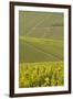 Champagne Vineyards Near to Les Riceys in the Cote Des Bar Area of the Aube Department-Julian Elliott-Framed Photographic Print