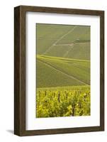 Champagne Vineyards Near to Les Riceys in the Cote Des Bar Area of the Aube Department-Julian Elliott-Framed Photographic Print