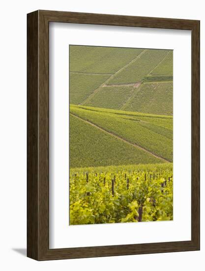 Champagne Vineyards Near to Les Riceys in the Cote Des Bar Area of the Aube Department-Julian Elliott-Framed Photographic Print
