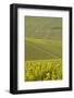 Champagne Vineyards Near to Les Riceys in the Cote Des Bar Area of the Aube Department-Julian Elliott-Framed Photographic Print