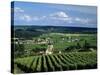 Champagne Vineyards, Ville-Dommange, Near Reims, Champagne, France, Europe-Stuart Black-Stretched Canvas