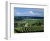 Champagne Vineyards, Ville-Dommange, Near Reims, Champagne, France, Europe-Stuart Black-Framed Photographic Print