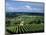 Champagne Vineyards, Ville-Dommange, Near Reims, Champagne, France, Europe-Stuart Black-Mounted Photographic Print