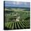 Champagne Vineyards, Ville-Dommange, Near Reims, Champagne, France, Europe-Stuart Black-Stretched Canvas