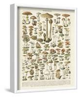 Champignons I-Adolphe Millot-Framed Art Print