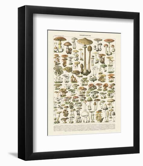 Champignons I-Adolphe Millot-Framed Art Print