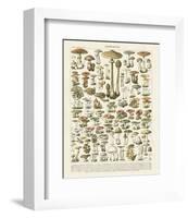 Champignons I-Adolphe Millot-Framed Art Print