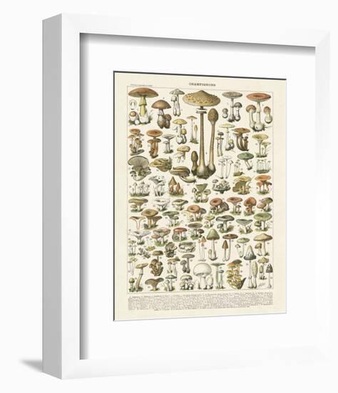 Champignons I-Adolphe Millot-Framed Art Print