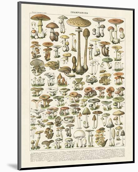 Champignons I-Adolphe Millot-Mounted Art Print