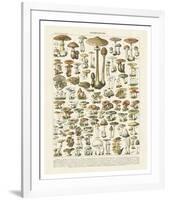 Champignons I-Adolphe Millot-Framed Art Print