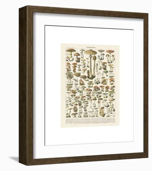 Champignons I-Adolphe Millot-Framed Giclee Print