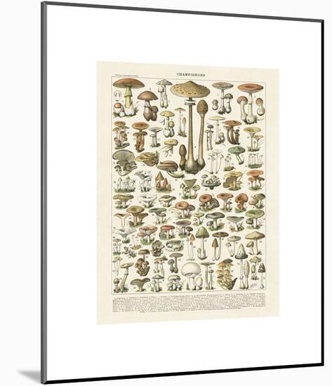 Champignons I-Adolphe Millot-Mounted Giclee Print