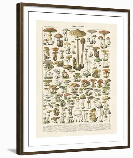 Champignons I-Adolphe Millot-Framed Giclee Print