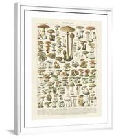 Champignons I-Adolphe Millot-Framed Giclee Print