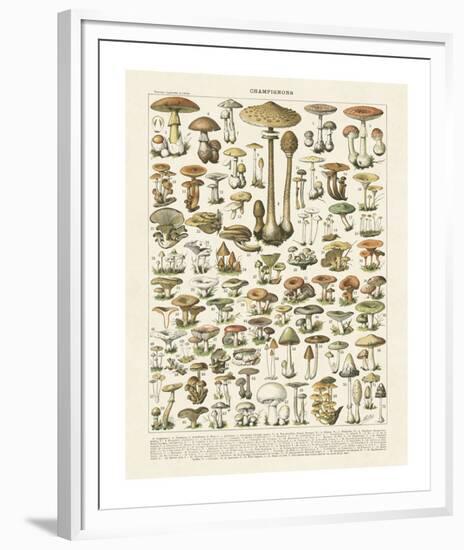 Champignons I-Adolphe Millot-Framed Giclee Print