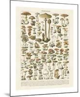 Champignons I-Adolphe Millot-Mounted Giclee Print