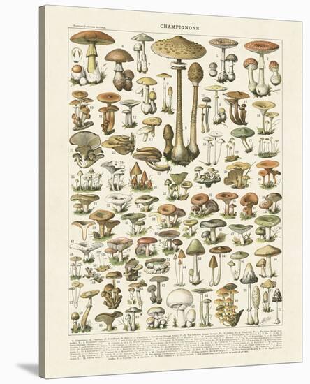 Champignons I-Adolphe Millot-Stretched Canvas