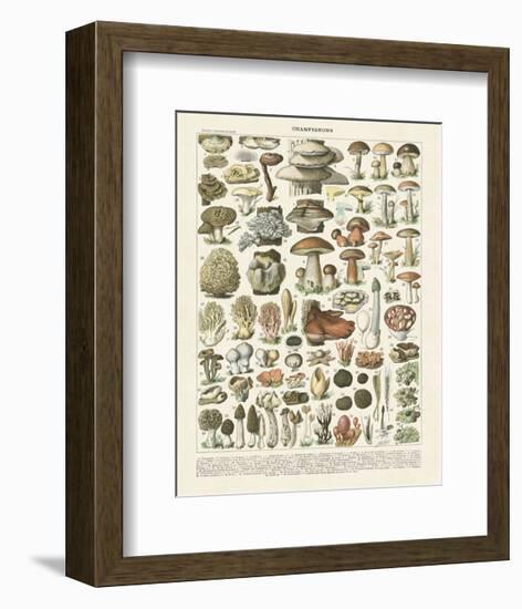 Champignons II-Adolphe Millot-Framed Art Print