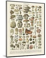 Champignons II-Adolphe Millot-Mounted Art Print