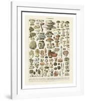 Champignons II-Adolphe Millot-Framed Art Print