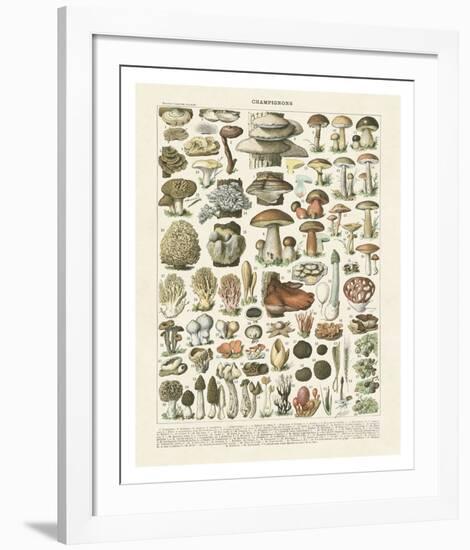 Champignons II-Adolphe Millot-Framed Art Print