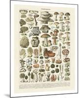 Champignons II-Adolphe Millot-Mounted Art Print