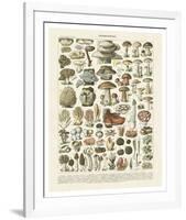 Champignons II-Adolphe Millot-Framed Art Print