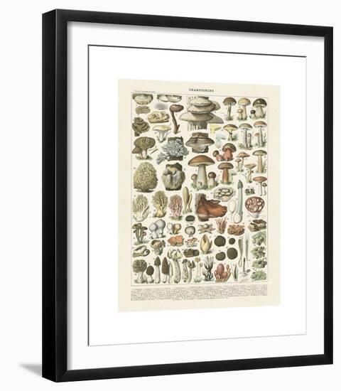 Champignons II-Adolphe Millot-Framed Giclee Print