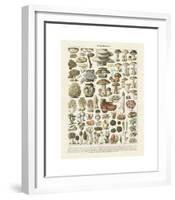 Champignons II-Adolphe Millot-Framed Giclee Print