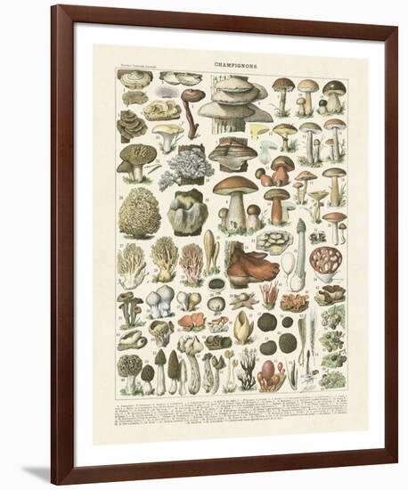 Champignons II-Adolphe Millot-Framed Giclee Print