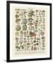 Champignons II-Adolphe Millot-Framed Giclee Print