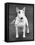 Champion Abraxas Audacity Crufts, Best in Show, 1972-Thomas Fall-Framed Stretched Canvas