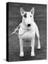 Champion Abraxas Audacity Crufts, Best in Show, 1972-Thomas Fall-Stretched Canvas