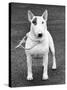 Champion Abraxas Audacity Crufts, Best in Show, 1972-Thomas Fall-Stretched Canvas