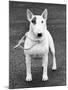 Champion Abraxas Audacity Crufts, Best in Show, 1972-Thomas Fall-Mounted Photographic Print