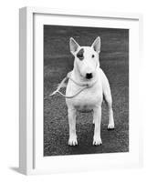 Champion Abraxas Audacity Crufts, Best in Show, 1972-Thomas Fall-Framed Photographic Print