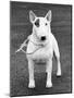 Champion Abraxas Audacity Crufts, Best in Show, 1972-Thomas Fall-Mounted Photographic Print