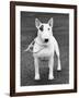 Champion Abraxas Audacity Crufts, Best in Show, 1972-Thomas Fall-Framed Photographic Print