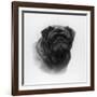 Champion Banchory Lace Owned and Bred by Lorna, Countess Howe-null-Framed Photographic Print