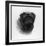 Champion Banchory Lace Owned and Bred by Lorna, Countess Howe-null-Framed Photographic Print