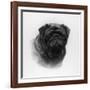 Champion Banchory Lace Owned and Bred by Lorna, Countess Howe-null-Framed Photographic Print