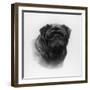 Champion Banchory Lace Owned and Bred by Lorna, Countess Howe-null-Framed Photographic Print