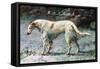 Champion Borzoi-null-Framed Stretched Canvas