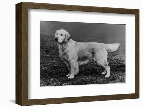 Champion Camrose Cabus Christopher Owned by Tudor-null-Framed Photographic Print