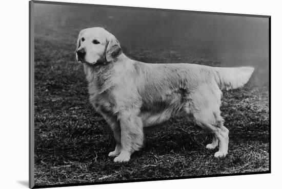 Champion Camrose Cabus Christopher Owned by Tudor-null-Mounted Photographic Print