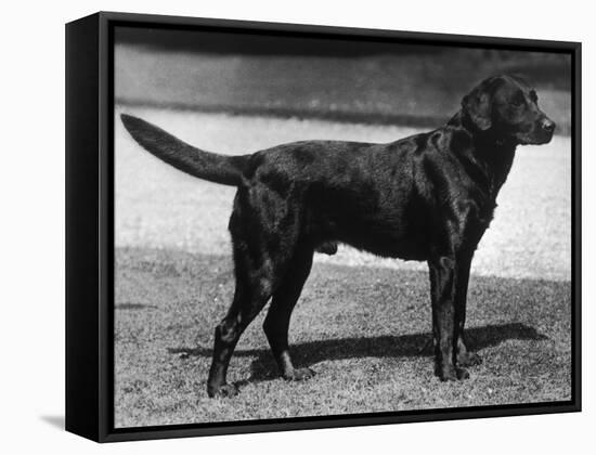 Champion Cheverells Ben of Banchory Breed-Thomas Fall-Framed Stretched Canvas